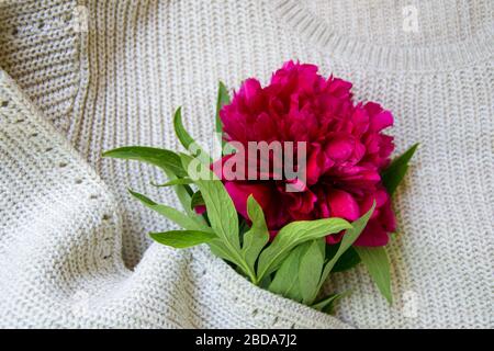 Concetto di moda, jeans blu, maglione a maglia beige e un bouquet di fiori primaverili - bella peonia rossa, abito femminile casual, piatto Foto Stock