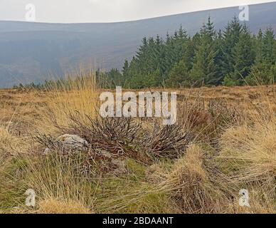 Heath vegetazione e abete rosso foresta nella nebbia in Ticknock montagne, Dublino, Irlanda Foto Stock