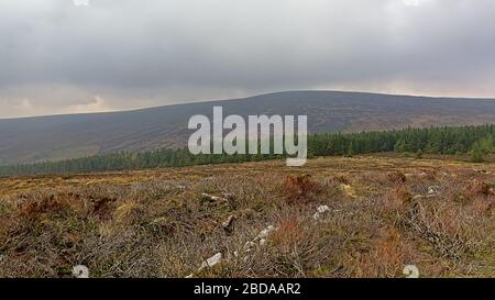 Heath vegetazione e abete rosso foresta nella nebbia in Ticknock montagne, Dublino, Irlanda Foto Stock