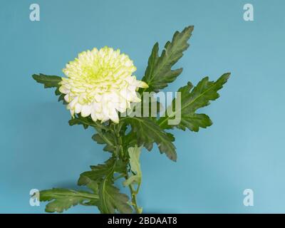 Primo piano di fiore Chryslant bianco con ombre, contro il muro verde, con ombra. Foto Stock