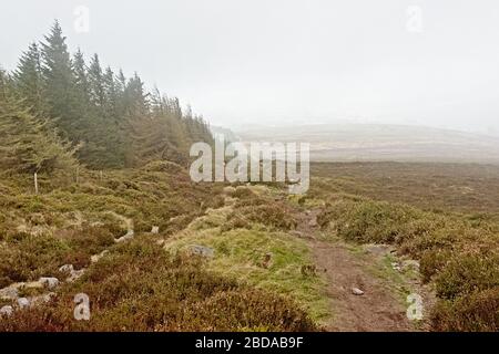 Heath vegetazione e abete rosso foresta nella nebbia in Ticknock montagne, Dublino, Irlanda Foto Stock