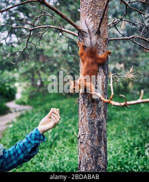 Donna mano nella camicia verde con il dado di alimentazione scoiattolo curioso in pineta Foto Stock