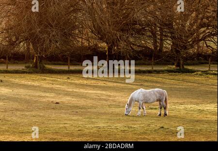 Templebreedy, Crosshaven, Cork, Irlanda. 07 aprile 2020. Un cavallo pascola sulla campagna in tarda serata a Templebreedy, Crosshaven, Co. Cork, Irlanda. - credito; David Creedon / Alamy Live News Foto Stock