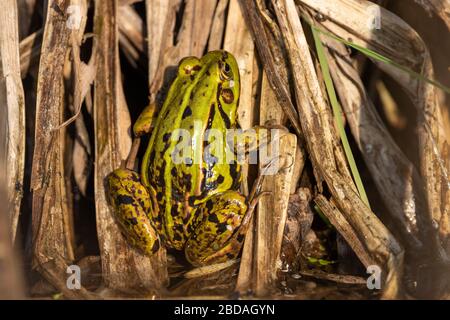 Frana verde europea di colore brillante che si appende fuori e si crogiolano in canne appena sopra il livello dell'acqua Foto Stock