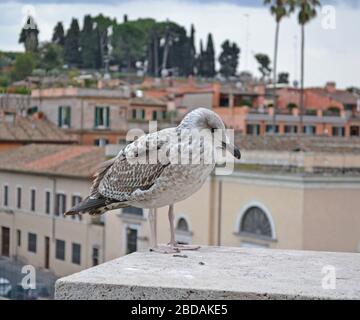 Seagull close up Foto Stock