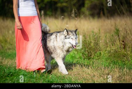 Donna che cammina con un cane Alaska Malamute Foto Stock