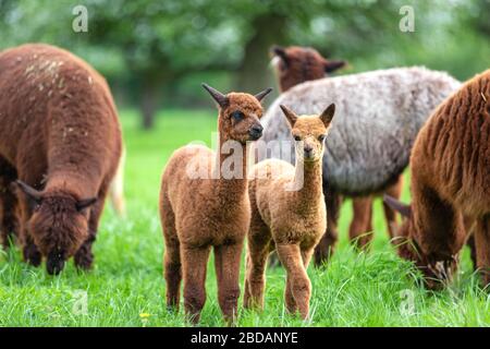 Due giovani alpaca in una mandria, mammifero sudamericano Foto Stock