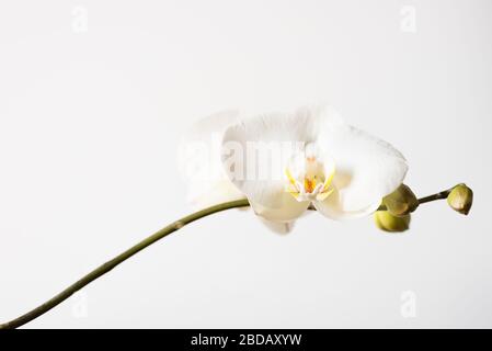 Fiore bianco orchidea isolato. Sfondo floreale bianco minimale con spazio per la copia. Concetto di semplicità. Foto Stock