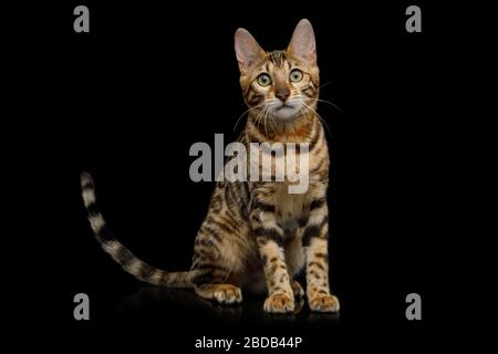 Giocoso gatto del Bengala seduto su sfondo nero isolato, vista frontale Foto Stock