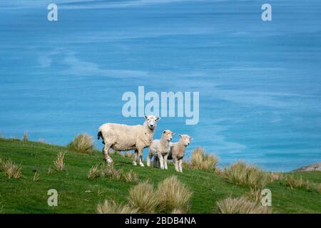 Pecore e agnelli sulla collina sopra l'Oceano Pacifico, Glenburn, Wairarapa, Nuova Zelanda Foto Stock