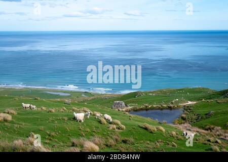 Pecore e agnelli sulla collina sopra l'Oceano Pacifico, Glenburn, Wairarapa, Nuova Zelanda Foto Stock