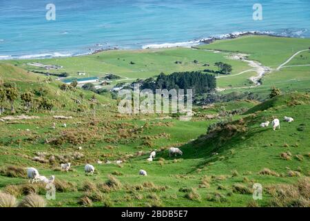 Pecore e agnelli sulla collina con l'Oceano Pacifico in lontananza, Glenburn, Wairarapa, Nuova Zelanda Foto Stock