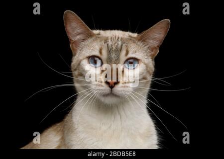 Gatto del Bengala bianco con occhi blu in fotocamera su sfondo nero isolato, vista ravvicinata Foto Stock