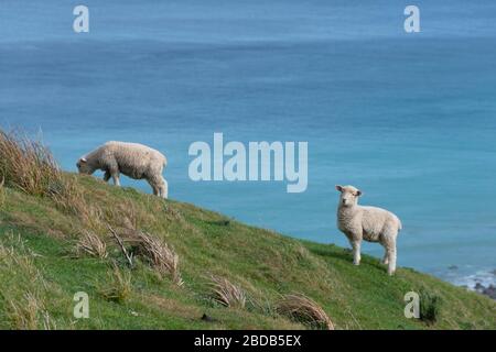 Pecore e agnelli sulla collina sopra l'Oceano Pacifico, Glenburn, Wairarapa, Nuova Zelanda Foto Stock