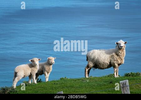 Pecore e agnelli sulla collina sopra l'Oceano Pacifico, Glenburn, Wairarapa, Nuova Zelanda Foto Stock