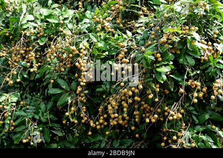 Il Longan albero da frutta - Litchi parente stretto Foto Stock