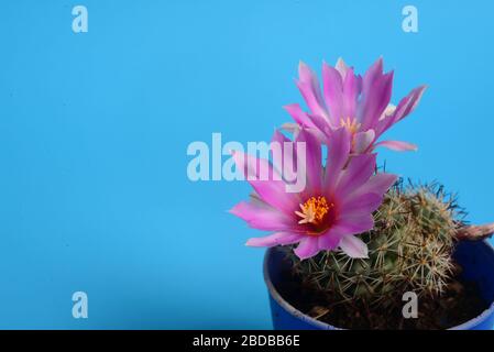 Elefanti rosa coryphantha in fiore, fiore di Cactus Foto Stock