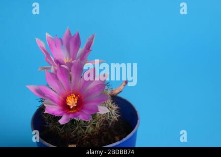 Elefanti rosa coryphantha in fiore, fiore di Cactus Foto Stock