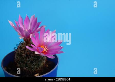 Elefanti rosa coryphantha in fiore, fiore di Cactus Foto Stock