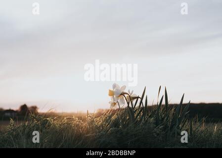 Narcisi che crescono selvaggi nei campi al tramonto Foto Stock