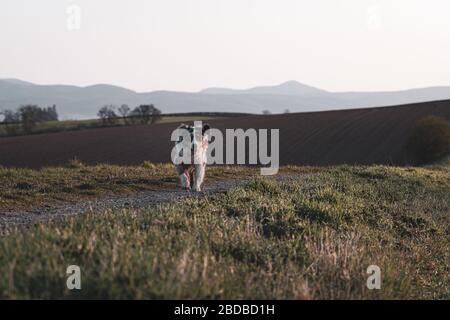 Bel giovane Pastore australiano andare per una passeggiata da solo 2 Foto Stock