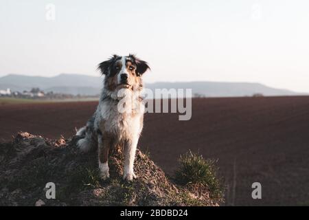 Bel giovane pastore australiano che va per una passeggiata sola attesa Foto Stock