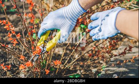 Il giardiniere taglia rami asciutti di albero con cesoie potanti. Cespugli di potatura. Taglio dei rami alla molla. Mano ravvicinata di persona che si prende cura di Spirea japo Foto Stock