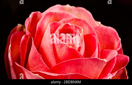 Splendida rosa su sfondo nero Foto Stock
