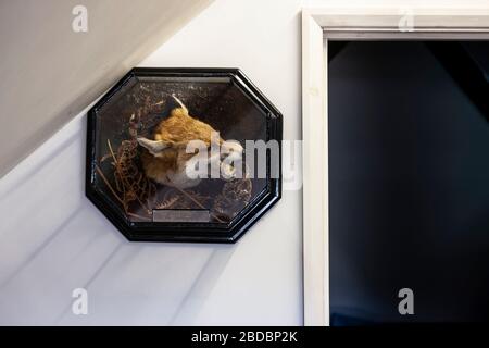 La testa di Fox sul muro dell'ufficio dal 14 dicembre 1895. Caccia di Pytchley, corso di Hothorpe a Blaston. Tassidermist. Rowland Ward Ltd, The Jungle, 166 Piccadilly, L Foto Stock