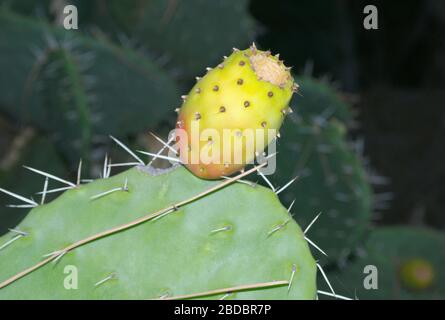 Coltivazione di frutta di cactus/FICODINDIA Foto Stock