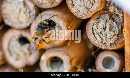 Mason Bees schiusa in primavera dopo un lungo inverno. Bee Hotel, tubi di bambù Foto Stock