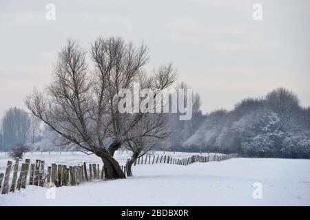 Vecchio pollard albero su un gelido inverno mattina su strade coperte di neve farmland in ambiente rurale, regione del Basso Reno, North Rhine Westfalia, Germania. Foto Stock