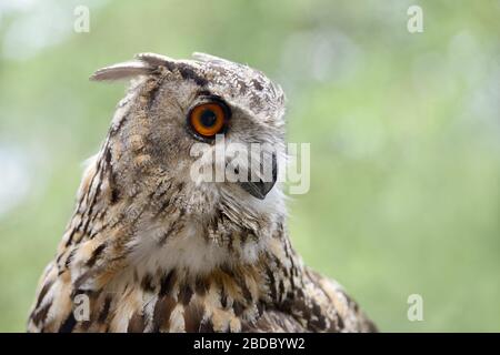 Eagle Owl ( Bubo bubo ), Eagle-Owl eurasiatica, chiamata anche Northern Eagle Owl o European Eagle-Owl, adulto, testa di tiro dettagliata, guardando attentamente, sid Foto Stock