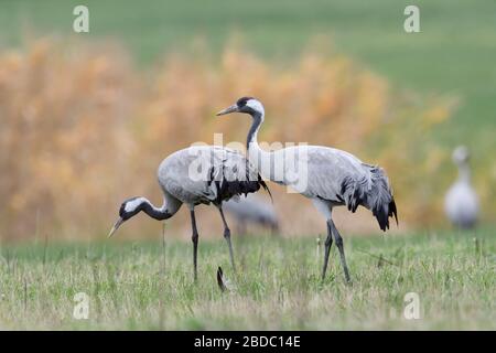 Gru comune ( grus grus ), due, coppia, coppia, in appoggio sui pascoli, alla ricerca di cibo, vicino, shot dettagliati, dintorni naturali, fauna selvatica, Euro Foto Stock