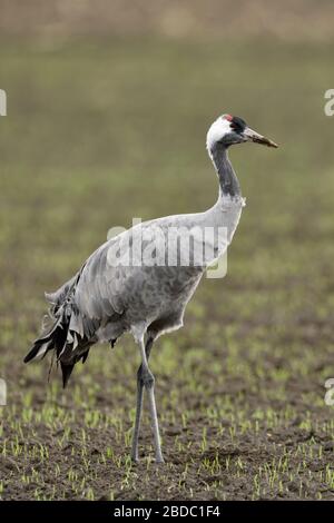 Comuni / Gru Graukranich ( grus grus ), adulto, in appoggio sul terreno coltivato, nel frumento invernale, uccello migratore, fauna selvatica, l'Europa. Foto Stock