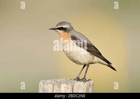 Culbianco / Steinschmätzer ( Oenanthe oenanthe ), maschio adulto, arroccato su di un palo da recinzione, shot dettagliati, la fauna selvatica, l'Europa. Foto Stock