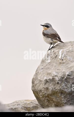 Culbianco / Steinschmätzer ( Oenanthe oenanthe ), maschio adulto, uccello migratore, arroccato su una enorme roccia, la fauna selvatica, l'Europa. Foto Stock