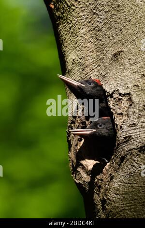 Picchio nero ( Dryocopus martius ) giovani uccelli seduti nel buco del nido, maschio e femmina, guardando fuori dal buco del nido, sperando di cibo, fauna selvatica, Europa Foto Stock