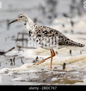 Ruff / Kampflaeufer ( Philomachus pugnax ), migrante, alla ricerca di cibo in acque poco profonde, lungo il margine di lavaggio, la fauna selvatica, l'Europa. Foto Stock