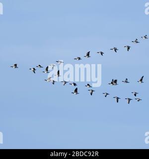 Barnacle Goose / Oche facciabianca ( Branta leucopsis ), gregge in volo, nella tipica formazione, uccelli migratori, passaggio di uccelli, animali selvatici, l'Europa. Foto Stock