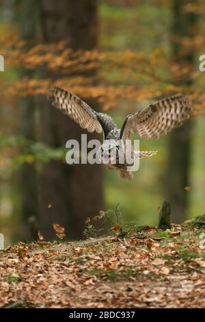 Grande Gufo cornuto / Tiger Owl / Virginia-Uhu (Bubo virginianus) in volo attraverso un autunnale di bosco di latifoglie. Foto Stock