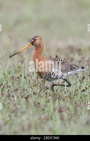 Nero-tailed Godwit ( Limosa limosa), Adulto, tipico wader bird, allevamento del piumaggio, camminando attraverso un prato umido, la fauna selvatica, l'Europa. Foto Stock