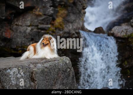 Collie su una roccia alla cascata Foto Stock