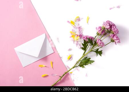 Crisantemo viola, petali e busta di carta su sfondo rosa e bianco Foto Stock