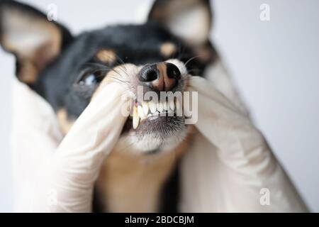 Veterinario esamina i denti di un piccolo cane nero della razza russa Toy Terrier, tartaro in un cane, mani veterinario in guanti di lattice, denti di cane w Foto Stock
