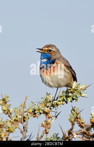 White-spotted pettazzurro / Blaukehlchen ( Luscinia svecica ) maschio adulto, appollaiato su seabuckthorn, cantando, la fauna selvatica, l'Europa. Foto Stock