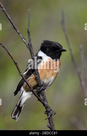 European Stonechat / Schwarzkehlchen ( Saxicola torquata ), maschio, vestito da allevamento, seduta, arroccato in un cespuglio, osservazione, ambiente tipico, fauna selvatica, Foto Stock