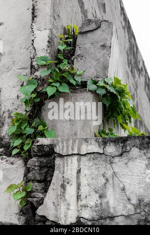 Pianta che cresce attraverso crepe in pietra vecchia struttura di muro di cemento casa, rottura Foto Stock