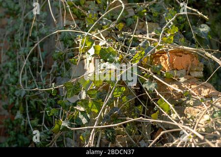 Vecchio muro coperto di edera. Distrutto mattoni rossi. Vecchio giardino alla luce del sole. Foto Stock