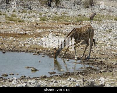Giraffe bere a billabong / acqua buco . Primo piano . Safari tour Etosha nationalpark , Namibia . Antilope Oryx sullo sfondo . Stoop lungo del collo giù Foto Stock